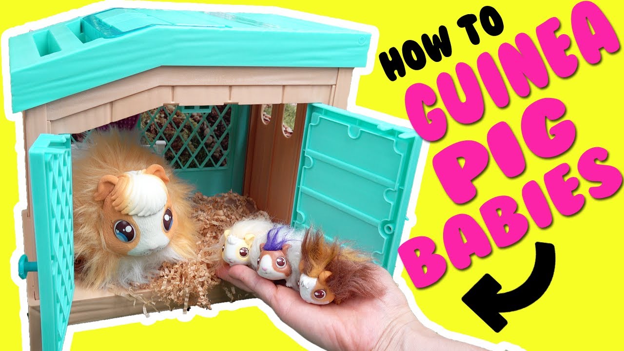 Watch video Little Live Pets Mama Surprise Guinea Pig with 3 Surprise Babies with Encanto Mirabel and Isabela Now Little Live Pets Mama Surprise Guinea Pig with 3 Surprise Babies with Encanto Mirabel and Isabela