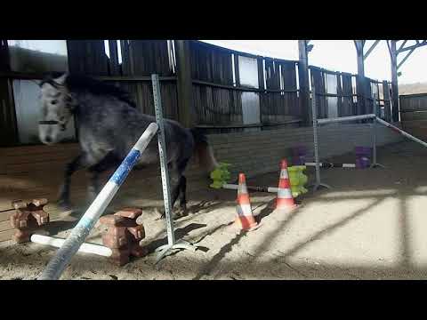 Débuter les sauts de puces en liberté