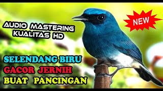 Download lagu SUARA BURUNG SELENDANG BIRU GACOR - MASTERAN SELENDANG BIRU FULL ISIAN JOS mp3