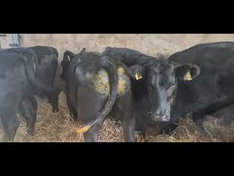 7 Quality Aberdeen Angus Bullocks - Image 2