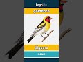 goldfinch - jilguero video thumbnail