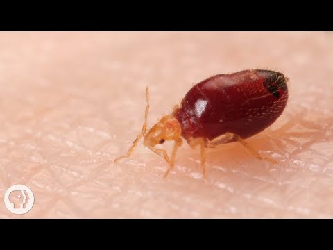 , title : 'Watch Bed Bugs Get Stopped in Their Tracks | Deep Look'