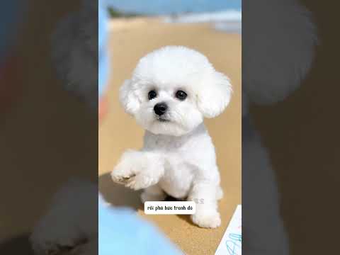 Đầu moi phá hoại tranh cát của Tiểu Tí nhận cái kết