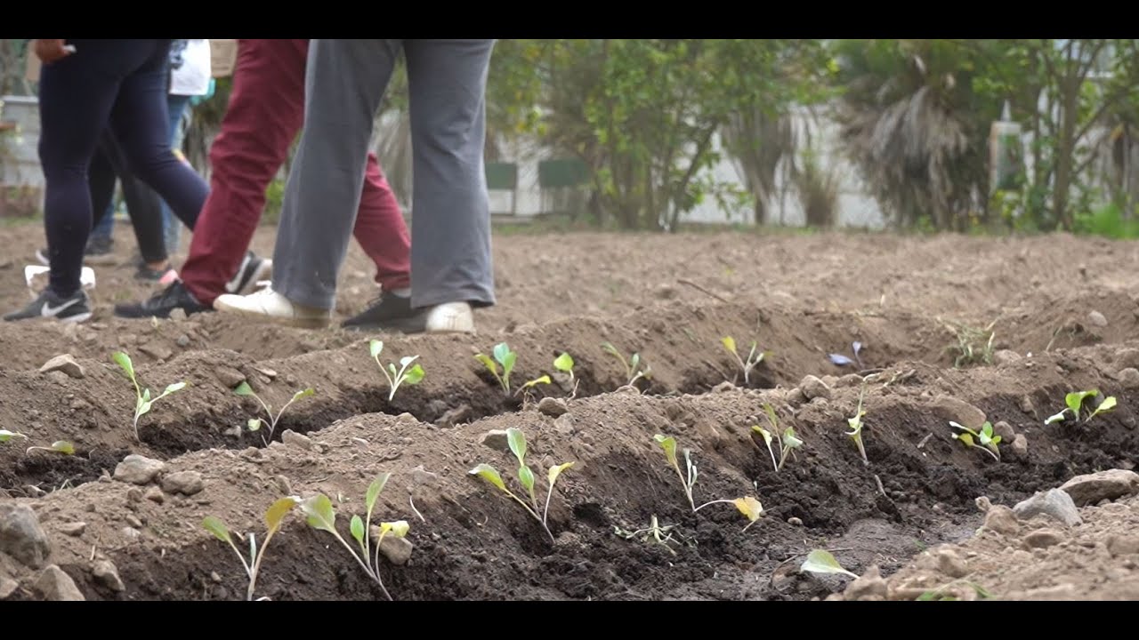 Huerto agroecológico