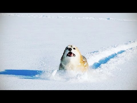 DOGS IN SNOW ★ Dogs Discover SNOW (New Video) (HD) [Funny Pets]
