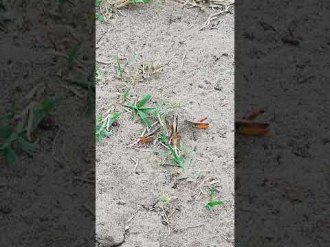 Heuschrecken unterhalten sich