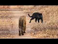 BERANI !!! Macan Hitam Tidak Takut Bertarung Lawan Harimau | Pertarungan Predator VS Predator