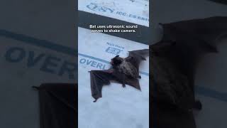Download lagu Bat uses ultra sound to vibrate camera #amazing mp3 Download lagu Bat uses ultra sound to vibrate camera #amazing mp3