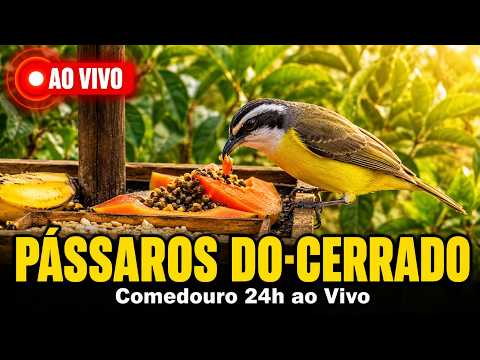 🌿 Comedouro ao Vivo | Aves do Cerrado em Uberlândia MG 🐦 Live Bird Feeder | Cerrado Birds