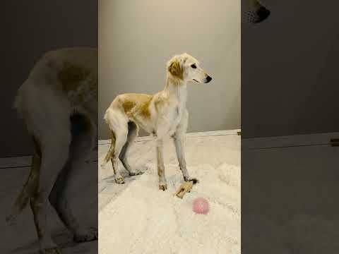 Saluki puppy for sale