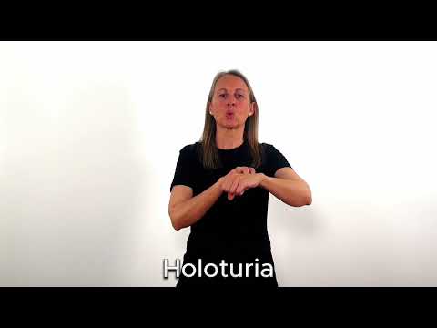 Holoturia - LSC