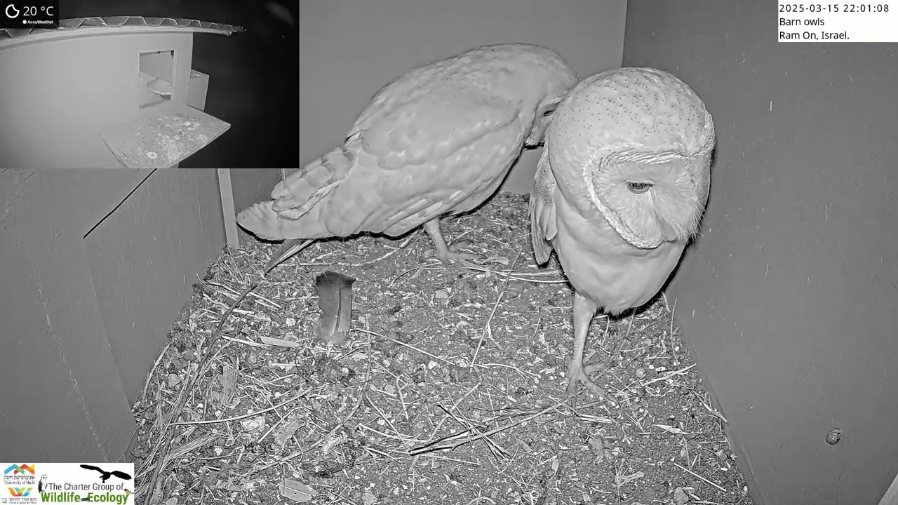 Barn Owls Achieve Remarkable Third Consecutive Year of Breeding Success on Northern Ireland Farm