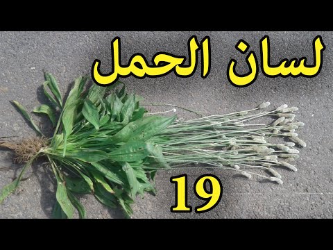 , title : 'المصاصة لسان الحمل العشبة 19 من السلسلة التعريـفـية بالأعشاب الطبية الموجودة في المغرب'