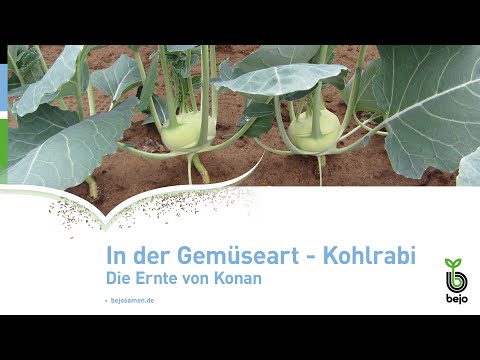 BEJO | In der Praxis - Kohlrabi | Ernte von Konan