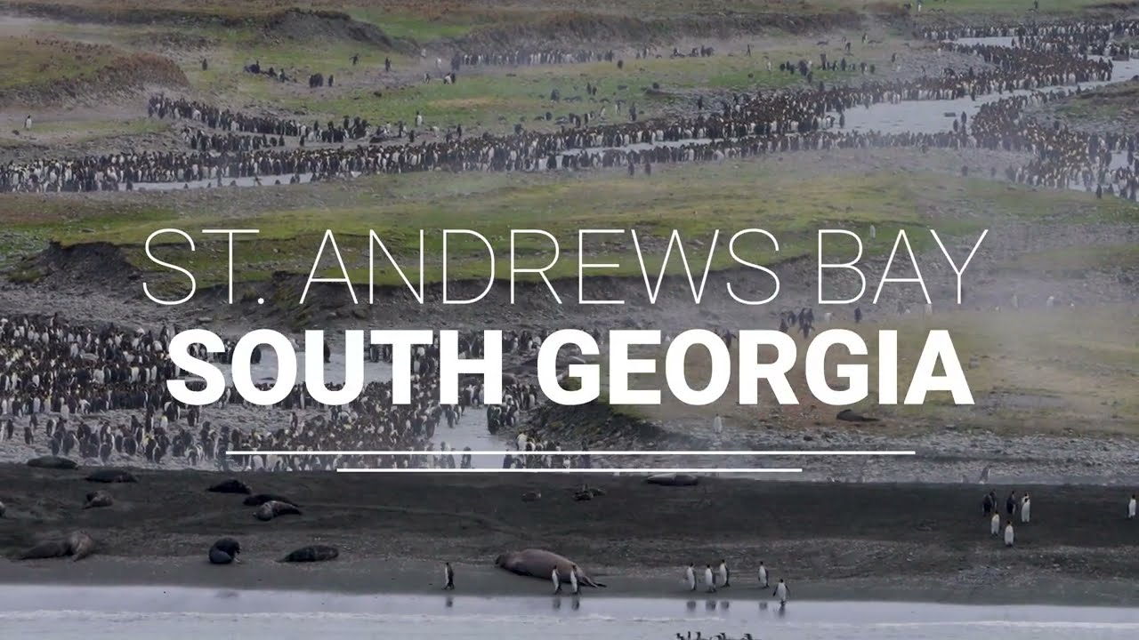 St Andrews Bay, South Georgia