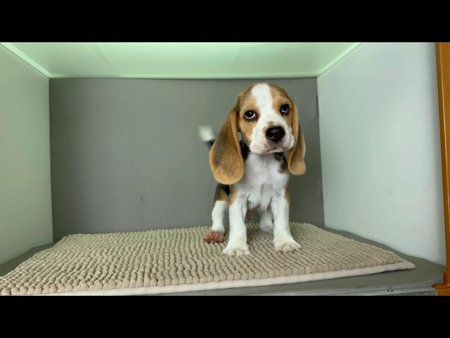 (子犬) 犬種：ビーグル 男の子 ブリーダー マロニエケンネル　MARRONNIER KENNEL k4137の画像