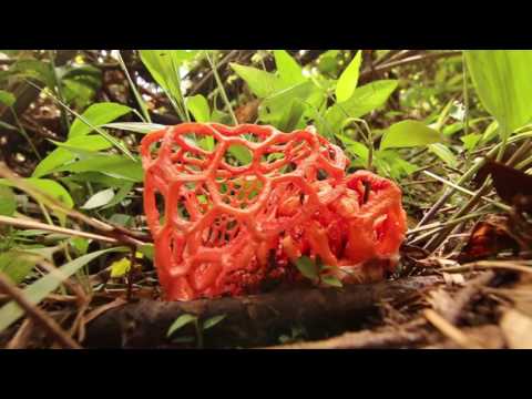 Crazy Jungle Fungus