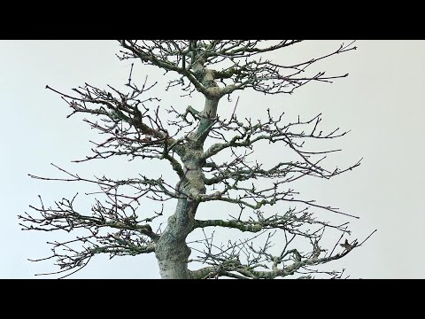 Bonsai Maple -  Winter 2021-22