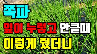 쪽파 누렇고 안클때 이렇게 했더니 병충해관리도 같이 해줘요