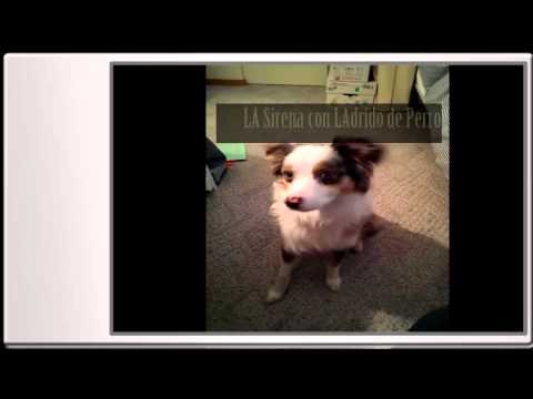 Una sirena con ladrido de perro-Video chistoso de animales-Detective dog siren