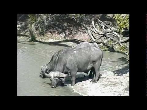 African Cape Buffalo at Djuma.avi