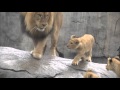 Lion Dad And Son