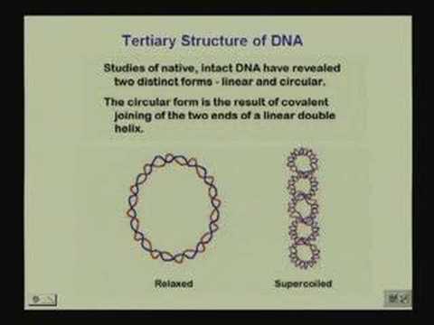 Nucleic Acids II