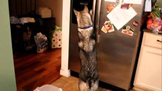 Our husky is TOO smart!!