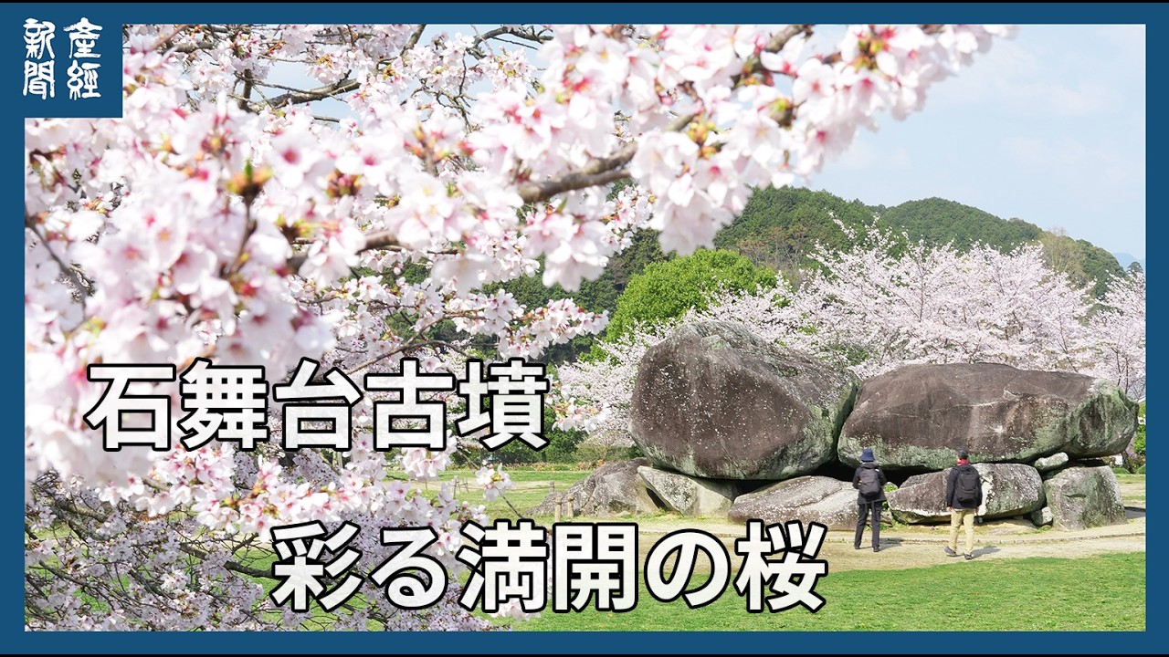 石舞台古墳を彩る満開の桜