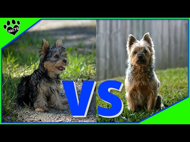 Προφορά βίντεο yorkshire terrier στο Αγγλικά