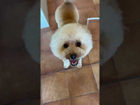 経営学科 おパンツカットにしたトイプードル15ヶ月　 #toypoodle　#トイプードル　#おパンツカット