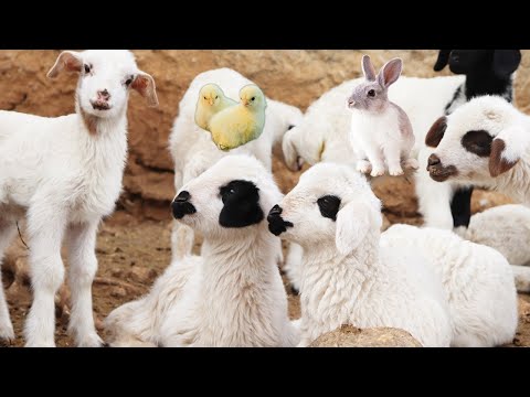 Animals and their voices, Cute Goats, Sheep's Songs, Little Chickens, Cows dancing, Rabbits
