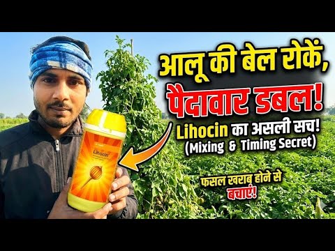 आलू में लिहोसिन दवा का स्प्रे कब करें? 🥔 Lihocin Growth Regulator Dose &amp; Mixing Secret Aloo Ki Kheti