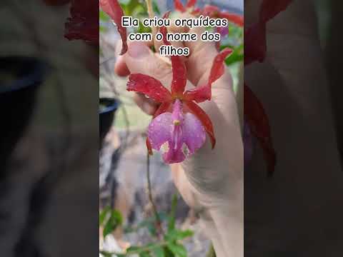 A orquidófila e produtora de orquídeas que criou a orquídea Caio e a orquídea Carlos.