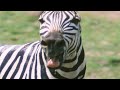 Why Are Zebras Stripy BBC Earth Kids