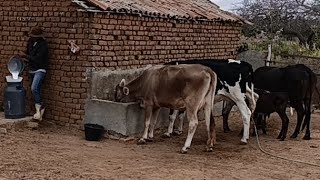 VENDE-SE 5 VACAS LEITEIRAS. SÍTIO DINHA UNIVERSO.