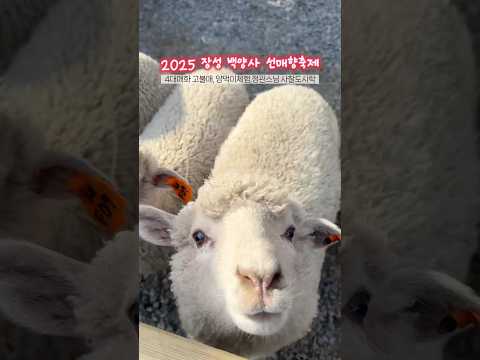 백양사에 왠 양들이? 2025 백양사 고불매  선매향축제 #고블매 #홍매화