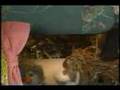 The Big Comfy Couch Dust Bunnies