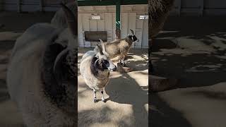 Los tucanes de tijuana