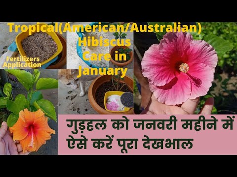 How to Care a Hibiscus (Hybrid/ Tropical) Plant in January/Winter Fahmida's Gardening