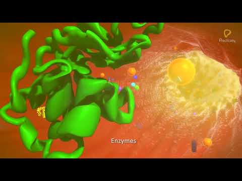 Practically's Concepts - Human Blood - #LearnPractically