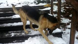 preview picture of video 'The more than willing dog, Zeeva Las Vegas, lending a paw and clearing the snow from the steps.'