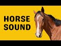 Horse Sound Neigh