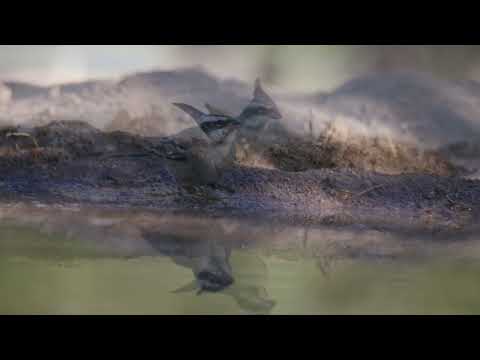 Soldadito comun , desde el hide de la Reserva Privada Punta del Agua, Luján, San Luis 