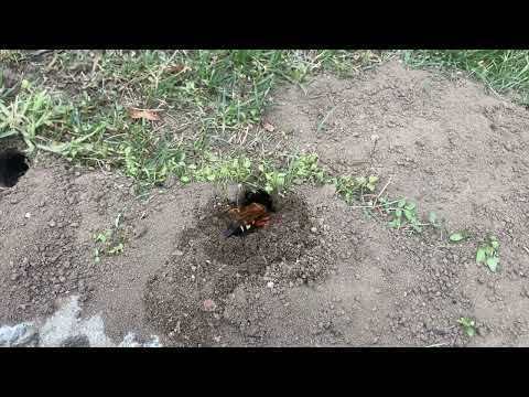 A Cicada Killer Wasps Digging it's Tunnel in Flagtown, NJ