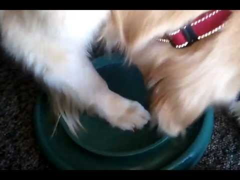 Keesha playing with a cat toy