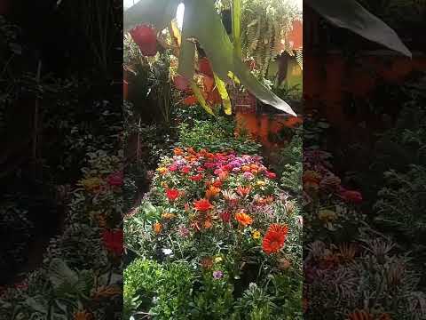 vivero la estrella añatuya santiago del estero.