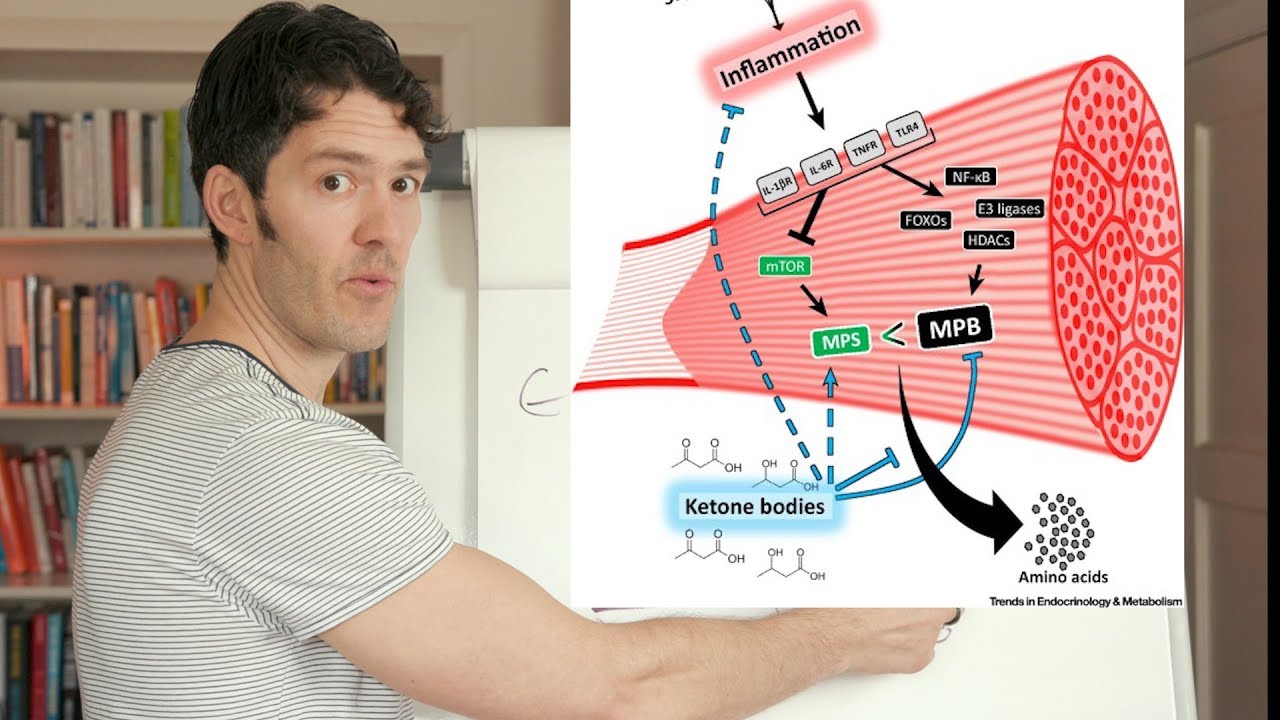 Ketones Spare Muscle