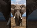 Voice Of Elephant