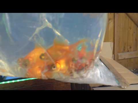 New tropical fish shop, Fish unboxing, friday catch up!!